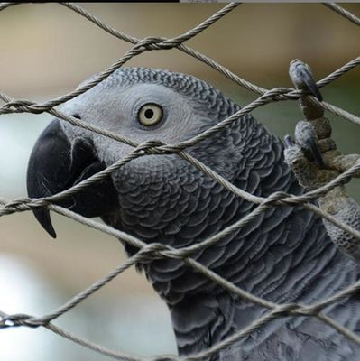 동물원 울타리 및 조류 사육장을 위한 긴 수명과 무독성 특성을 가진 UV 저항성 스테인리스 스틸 와이어 로프 메쉬