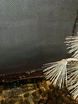 폭포 벽 메시를 위한 스테인리스 장식적인 코일 휘장